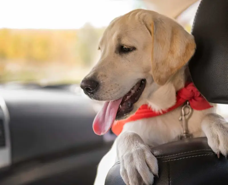 Happy dog looking out from the back seat of a car